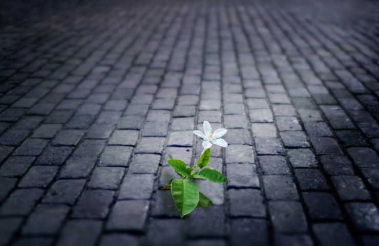white flower growing on street floor old brick at night